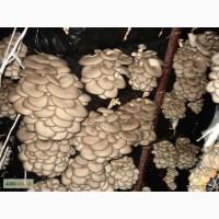 Продам мицелий на палочках ( Вешинки). В упаковке 20 палочек / 35грн. Сайт ВИТАСАД