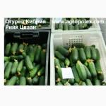 Продам товарный огурец, сорт Директор, Артист, Кибрия