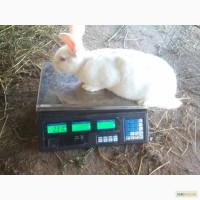 Продам САМЦА породи Термонці