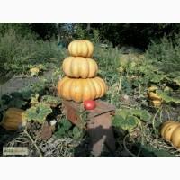 Продам домашнюю тыкву сорт Мускат де Прованс