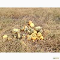 Продам оптом тыкву Украинская Многоплодная