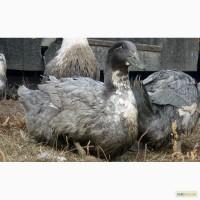 Каченята Голубий фаворит