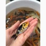 Карп кои
