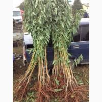 Продам Саженцы Персика Инка, Ред Хевен, Кыевськый Ранний