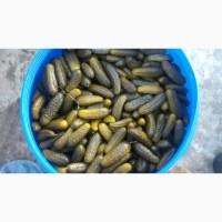 Продам огірки