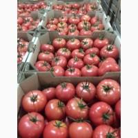 Продам помідор розовий