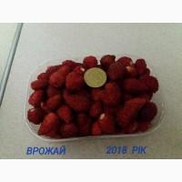 Продам саженці суниці Регіна та Алі-баба