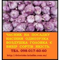 Продам часник Любаша ВОЗДУШКА насіння від 5кг