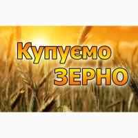 Куплю пшеницю з повишеною смітною по Хмельницькій області