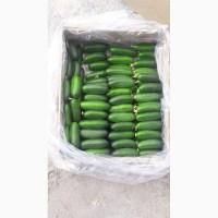 Огурцы из Узбекистана