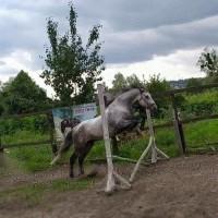 Продается мерин