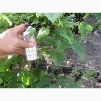 Продам саженцы черной смородины