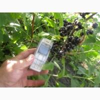 Продам саженцы черной смородины