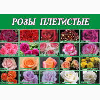 Саженцы роз в питомнике Сад Растений