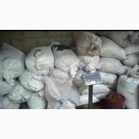 Продам жолудь дуба звичайного
