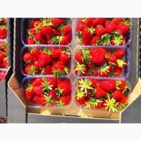 Продам клубнику от производителя