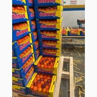Продам мандарин сацума прямой импорт