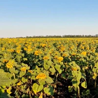 Синельниківський УльтраРанній соняшник, 75-80 днів, Екологічно чистий, Екстра