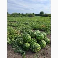Продам кавун сорт Ау Продюсер