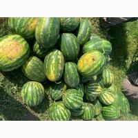 Кавун продам