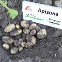Насіннєва картопля Арізона Київська область купити якісну, роздріб від 10 кг