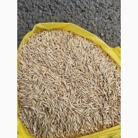 Продам світлий овес 25т, Арциз