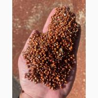 Продам сорго червоне та біле, Одеська обл Златоустове