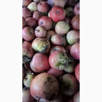 Продам яблука на переробку