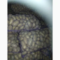 Продам товарну картоплю