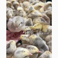 Реализуем суточного бройлера, мясо-яичку, большой асортимент НА ОПТ