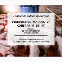 Свині на продаж
