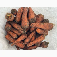 Продам морковь второй сорт