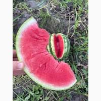 Продам кавун оптом