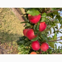 Продам сортове яблуко Гала Маст, Гала Шніка