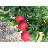 Продам сортове яблуко Гала Маст, Гала Шніка
