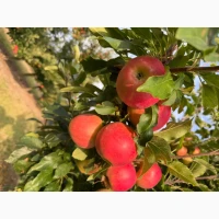 Продам сортове яблуко Гала Маст, Гала Шніка