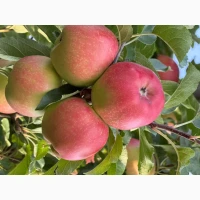 Продам сортове яблуко Гала Маст, Гала Шніка