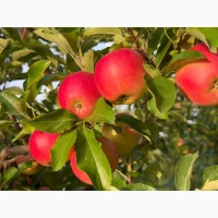 Продам сортове яблуко Гала Маст, Гала Шніка