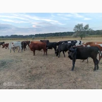 Крс бычки, телята