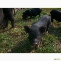 Вєтнамські поросята