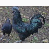 Куры породы Айям Цемани (Ayam Сemani)