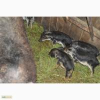 Свині, поросята породи МАНГАЛ