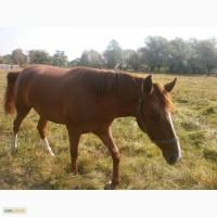 Кобила( 2 роки)