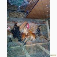 Продам 2 петухов породы Бентамки