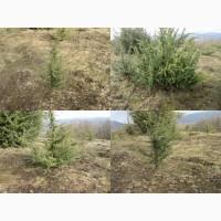 Саженцы можжевельник, Juniperus, Верес, съедобный, куст дерево