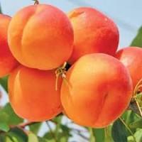 Продам саженцы абрикоса Харкот, Нью Джерси, Фелпс