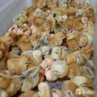 Цыплята Курчата бройлеры суточные мясо-яичные доставка на Киев