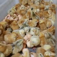 Цыплята Курчата бройлеры суточные мясо-яичные Киев доставка