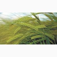 Снежная Королева ячмень озимый (двуручка)Потенциал100 ц/га