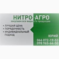 Закупаем кукурузу на экспорт